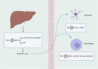 The major biogenic amine metabolites in mood disorders